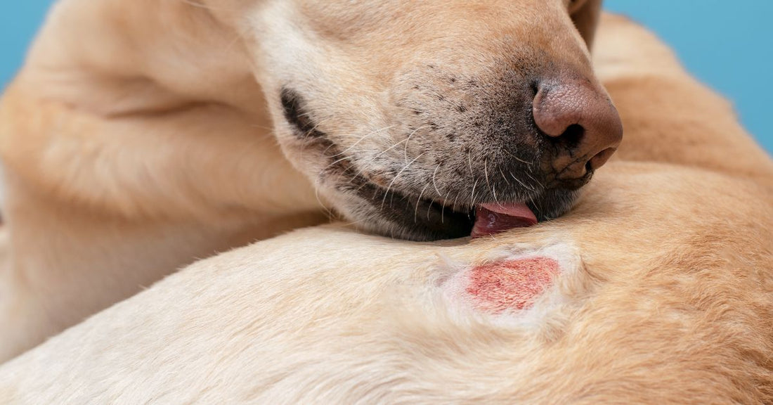 dogs skin dry itchy