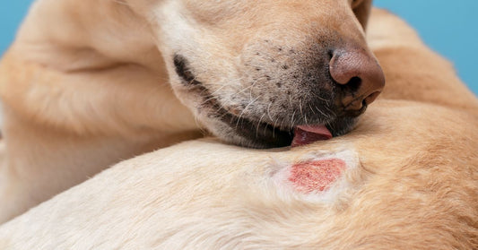 dogs skin dry itchy